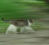 phase run