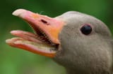 geese teeth