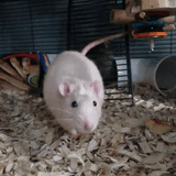 Rrrat