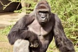 harambe