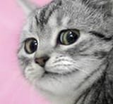 judgingcat