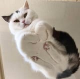 patheticat