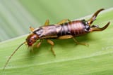 earwig-dreams