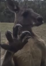 173977721761131