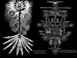 Tree_of_Life-1