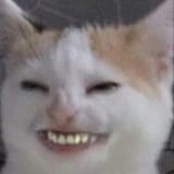 cathappy