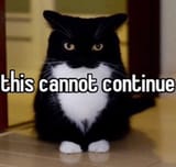this-cannot-continue-cat-v0-hc1902nr7v0b1