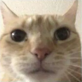 plimpus