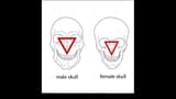 skulls male female