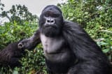 Gorilla punch