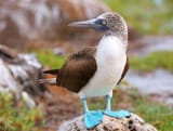 booby-Galapagos-Islands-Ecuador[1]