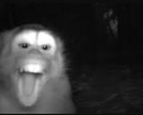 CheekyKong