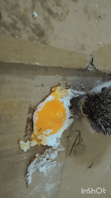 hedgehog eating an egg