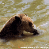 Bear reaches beyond neck