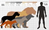 Gray-Wolf-Size-Comparison-with-Human-Coyote-Hyena-Great-Dane-Dog-Breed-Lion-Red-Fox-1024x640