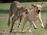 cheetah dog