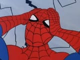 spider