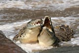 Laughing Crocs