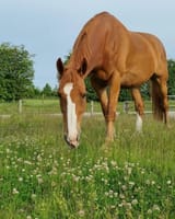 chestnut-horse-18