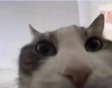 4415142614514848511