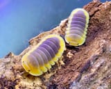 isopod2