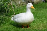 call-duck-695733614-67f4fc458cf92