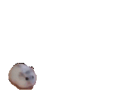 loop ham