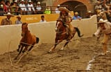 horsetripping16