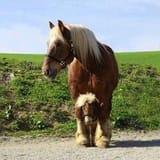 Is that a pony between your legs or are you just happy to see me