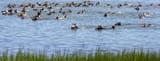 chincoteague ponies swim