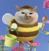 cat129