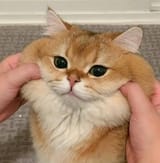 cat024