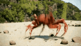 crab-dance