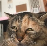 cat fuck me