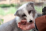 edauer.wordpress.com 2012 12 04 the-domestic-silver-fox cute-fox