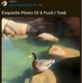 here have my one singular fuck