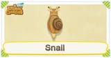 snail