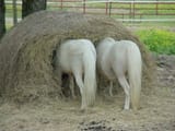 pony bale