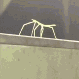 stick-bug
