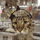 doublekot
