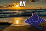 ay2