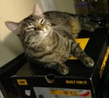 relaxed kat