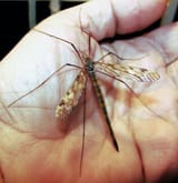 cranefly