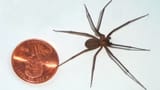 brown_recluse