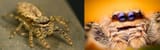 Jumping spider