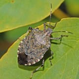 Stink bug