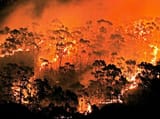 exploding Eucalyptus trees