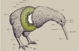kiwi