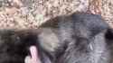 Beaver belly rubs_thumb.jpg