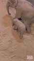 Baby Elephants sleeping_thumb.jpg